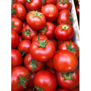 Tomates rondes gloriettes