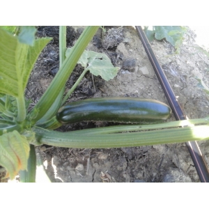 Courgette verte ( n et p )