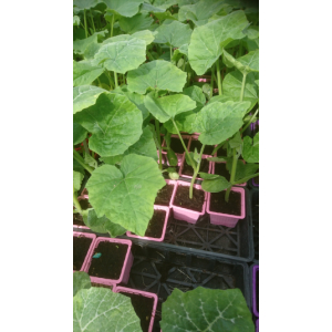 Plant de courge musqué de provence