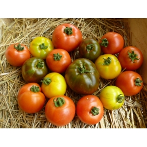 Tomates diverses, ronde ,cœur de bœuf , andin