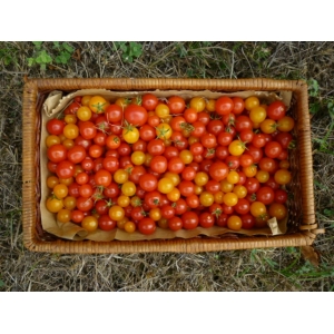 Tomates cerises diverses
