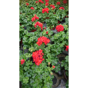 Géranium demi lierre à fleurs rouge