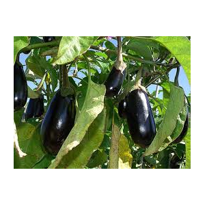 Aubergines