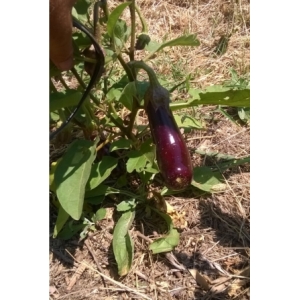 Aubergine longue noire baluroi f1