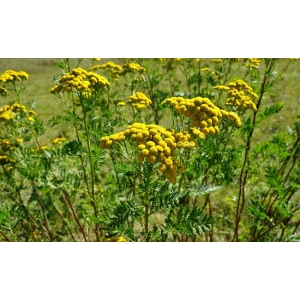 Dessine-moi un museau