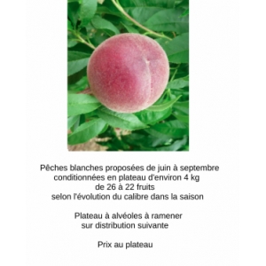 Pêche blanche - déclassées pour confiture
