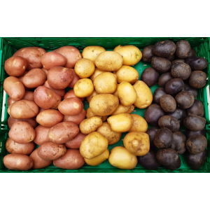 Pommes de terre   nouvelle rouge et  blanche