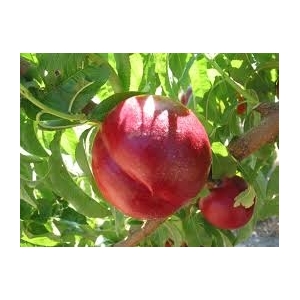 Nectarines blanches ou jaunes en 1kg