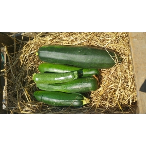 Courgette