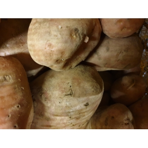 Pomme de terre désirée