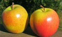 Pomme early crunch bio