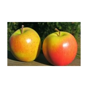 Pomme early crunch bio
