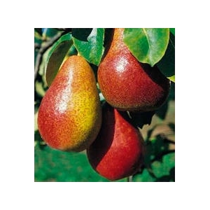 Poire louise bonne 4,5kg