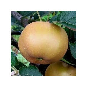 Pomme reinette grise 14kg