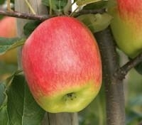 Pomme delbar estivale