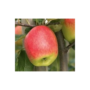 Pomme delbar estivale