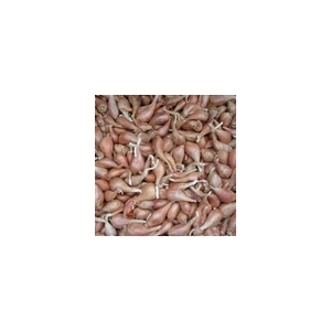 Echalotes grise (veritable) 500gr