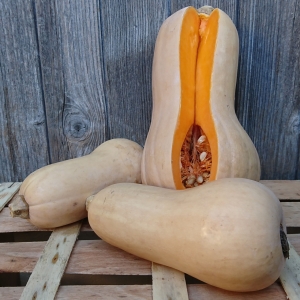 Courge butternut