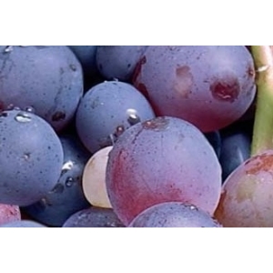 Raisin de table: muscat de hambourg (500g)