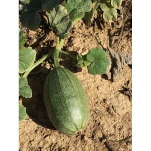 Courges verte ou jaune