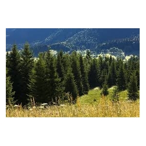 Miel de sapin pot de 500g