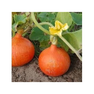 Potimarron bio orange ou vert