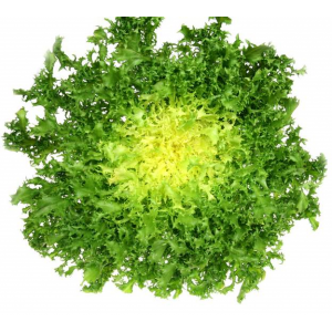 Frisée