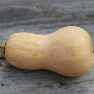 Butternut