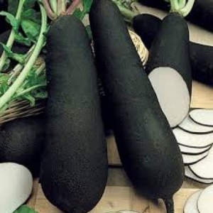 Radis noir pièce