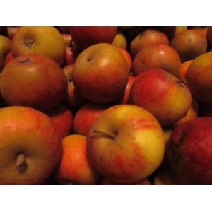 Pomme suntan (cousine de la cox )