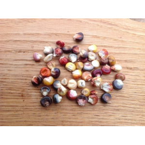 Mais à pop corn multicolore, égrainé