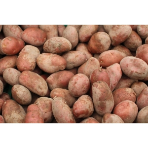 Pomme de terre polyvalente