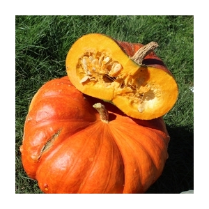 Citrouille vif étample entière