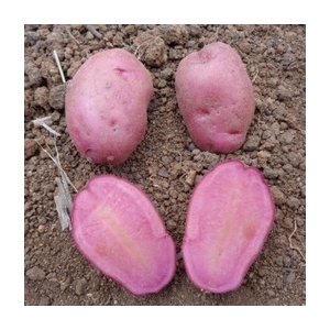Pomme de terre rose ( mulberry beauty)