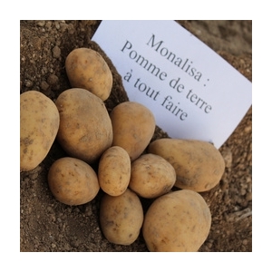 Pomme de terre (monalisa)