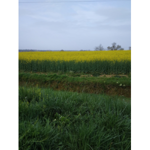 🐝miel de fleurs (colza)