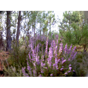 🐝miel fleurs de forêt