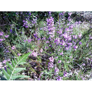 🐝duo forêt - châtaignier (20)