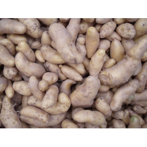 Pomme de terre  ' ratte '