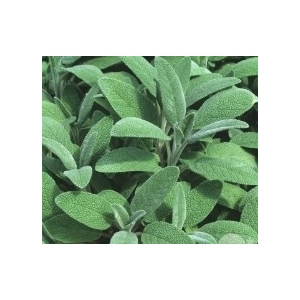 Sauge officinale