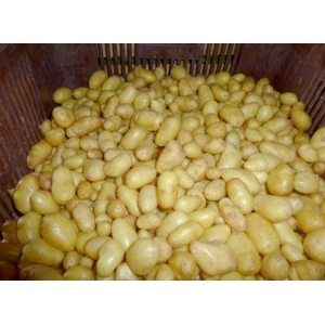 Grenailles délikatesse