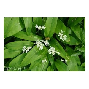 Spaetzle farine bio  de blé d'alsace à l'ail des ours