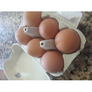 6 oeufs poule plein air