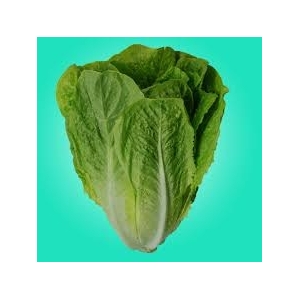 Plant de romaine  x 12