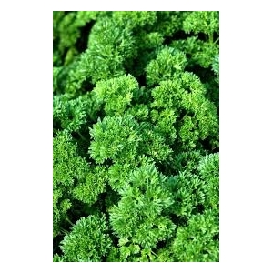 Plant de persil frisé : aromatique