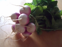 Navets nouveaux en bottes