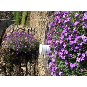 Faisselle de chèvre de 100g