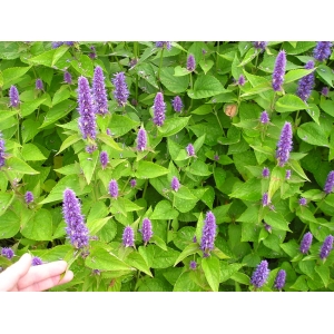 Agastache anisée (plant)