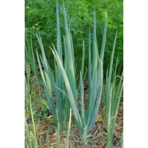 Ciboule ishikura long white