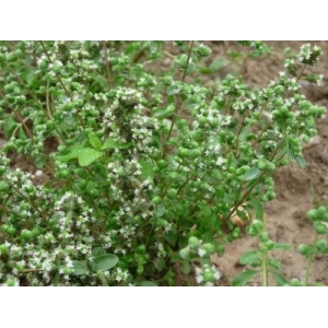 Marjolaine officinale